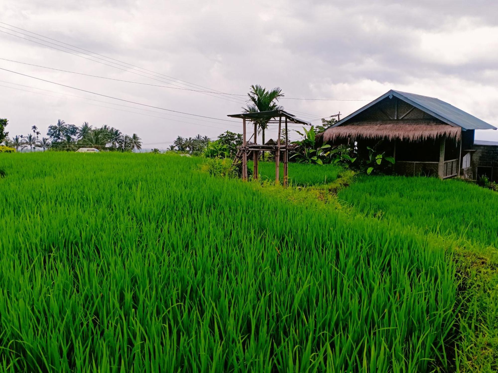 Bayan Exotic Homestay Senaru Ngoại thất bức ảnh